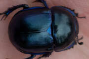 Thumbnail 425809 A