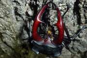 Thumbnail 425817 A