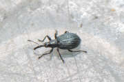 Thumbnail 425832 B