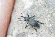 Thumbnail 425833 A