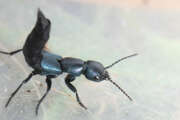 Thumbnail 425836 A