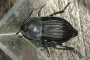 Thumbnail 425880 B