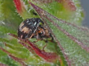 Thumbnail 425881 B