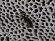Thumbnail 425885 B