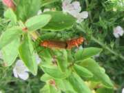 Thumbnail 425898 B