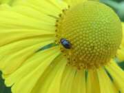 Thumbnail 425899 A