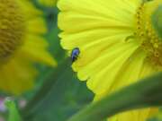 Thumbnail 425899 B