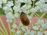 Thumbnail 425906 B
