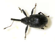 Thumbnail 426012 B