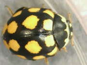 Thumbnail 426018 B
