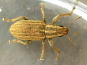 Thumbnail 426022 A