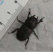 Thumbnail 426028 B