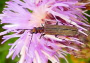 Thumbnail 426030 A
