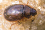 Thumbnail 426033 A