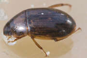 Thumbnail 426033 B