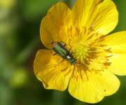 Thumbnail 426061 A