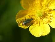 Thumbnail 426061 B