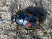 Thumbnail 426094 A