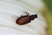Thumbnail 426096 A