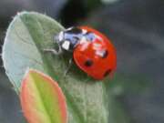 Thumbnail 426206