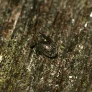 Thumbnail 426207 B