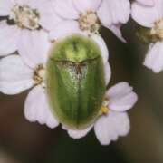 Thumbnail 426209 B