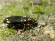 Thumbnail 426215 B