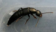 Thumbnail 426251 B