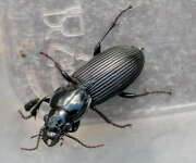 Thumbnail 426252 B