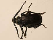 Thumbnail 426254 A
