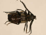 Thumbnail 426254 B
