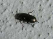 Thumbnail 426302 A