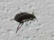 Thumbnail 426302 B