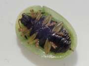 Thumbnail 426304 B