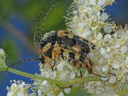 Thumbnail 426312 A