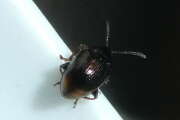 Thumbnail 426338 B