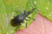 Thumbnail 426357 B