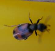 Thumbnail 426388 A
