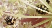Thumbnail 426399 B