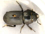 Thumbnail 426405 B