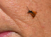 Thumbnail 426437 B