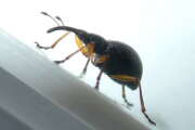 Thumbnail 426443 C