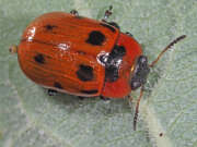 Thumbnail 426516 A