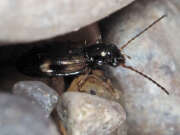 Thumbnail 426517 B