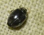 Thumbnail 426577 B
