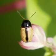 Thumbnail 426708 A