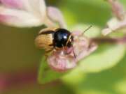 Thumbnail 426708 B