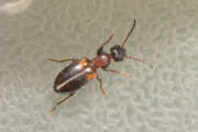 Thumbnail 426726 B