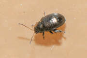 Thumbnail 426727 B