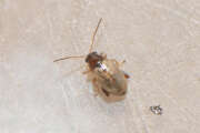 Thumbnail 426732 A